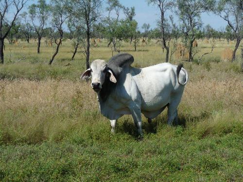 Zebu-Bulle
